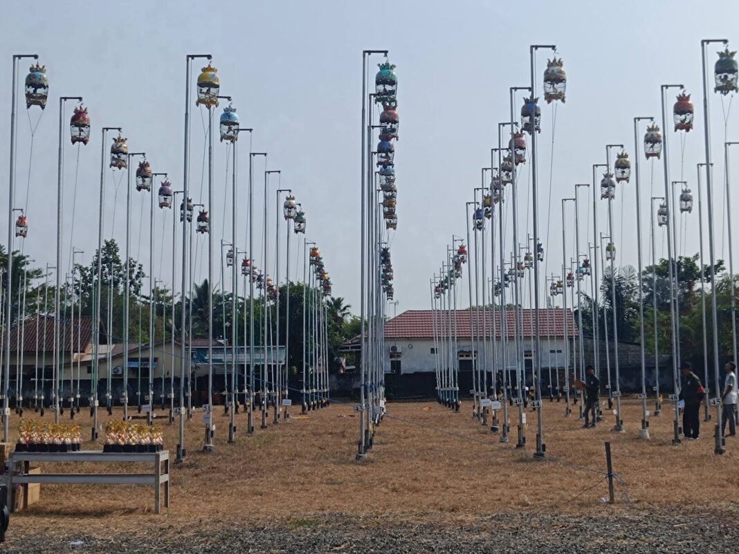 liga perkutut kalsel 7